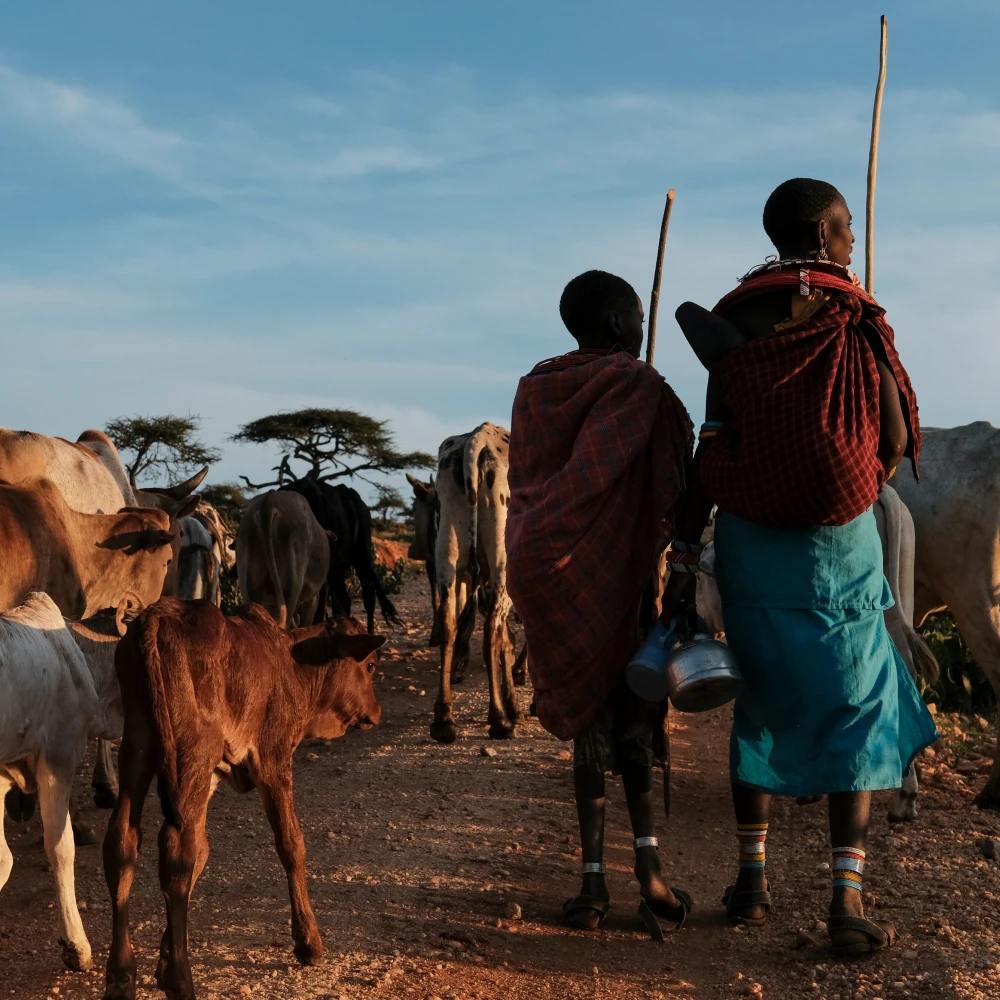 Jameel Observatory for Food Security Early Action